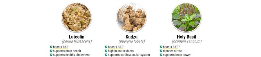 puravive-ingredients
