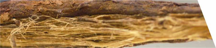 licorice-root