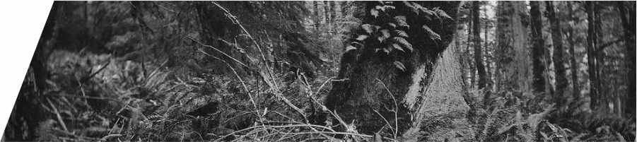 liquorice-root