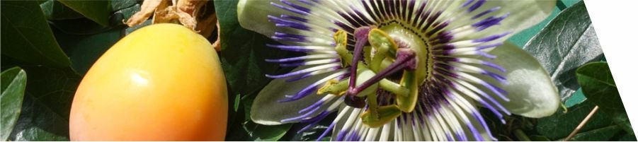 passiflora-blue-crown