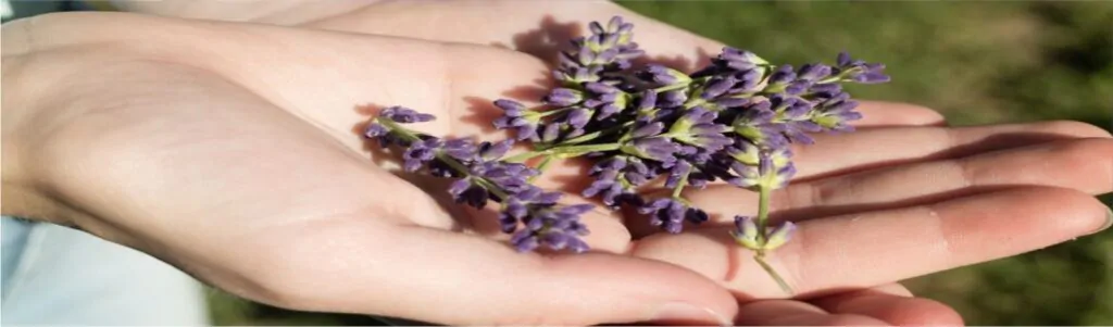 Valerian Consumption: Navigating In 7 Forms For Optimistic Health 3 valerian-in-everyday-delights