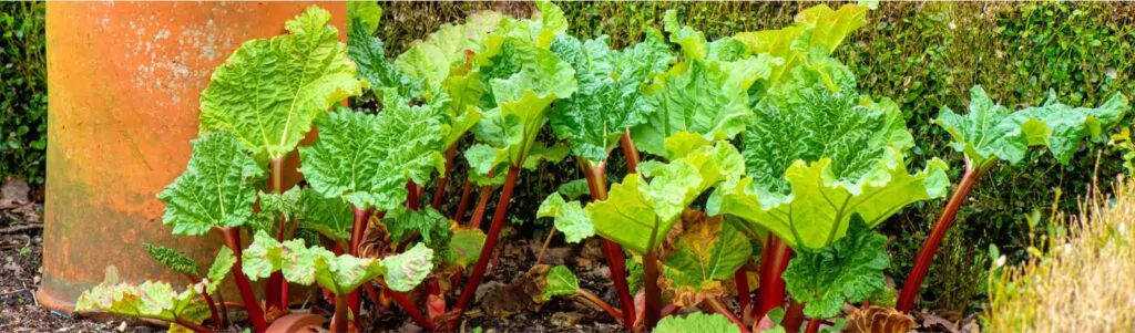 garden-rhubarb