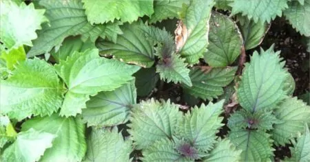 Perilla Potions: 4 Irresistible Recipes for a Change!