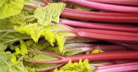Rhubarb’s Pinnacle 4-Season Culinary Joy: Mastering Delights with Positivity