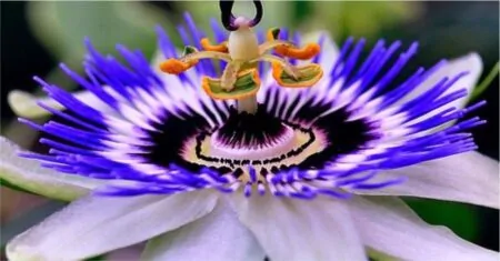 Blue Passion Flower Ecstatic | 9 Culinary Treasures
