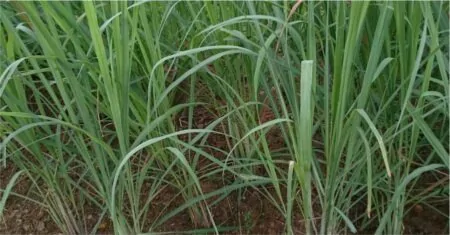 Lemongrass Euphoric | 15 Recipes for Culinary Nirvana