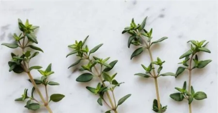 10 Thyme Recipes: Unlock Culinary Excellence with Ease!
